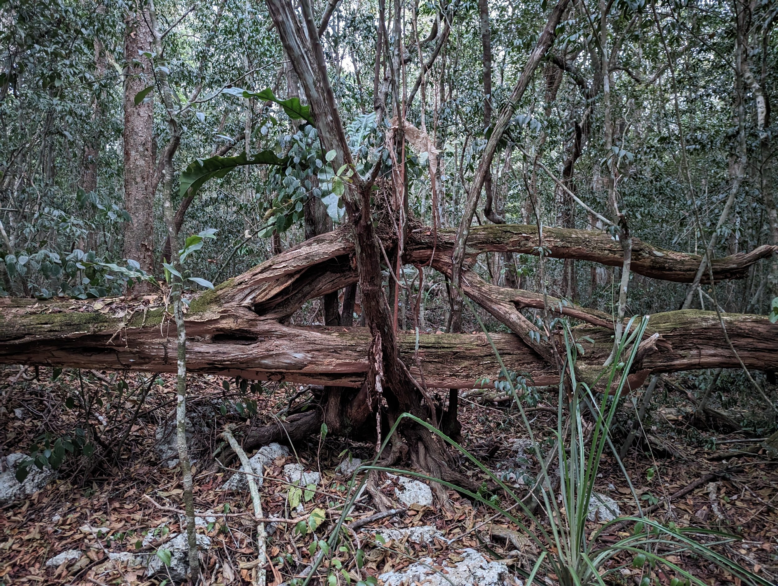Mariri Healing Center, ceremonial space in the Tulum jungle
